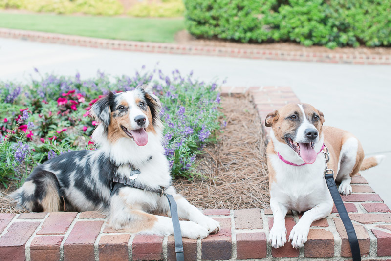 border collie mix dogs resting in planter, © Michelle and Sara Photography | American Tobacco Campus dog-friendly engagement photos