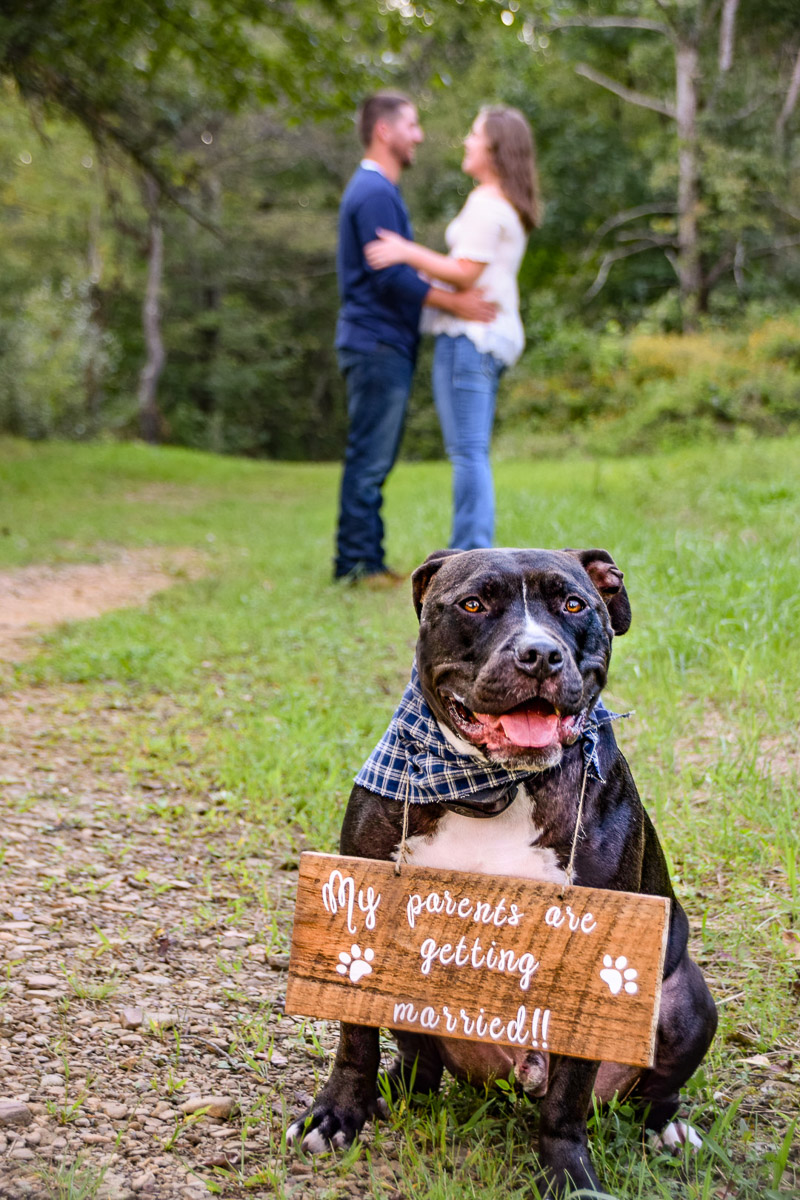 handsome bully mix wearing engagement announcement sign, ©Photos By Miss Kris | dog-friendly engagement session