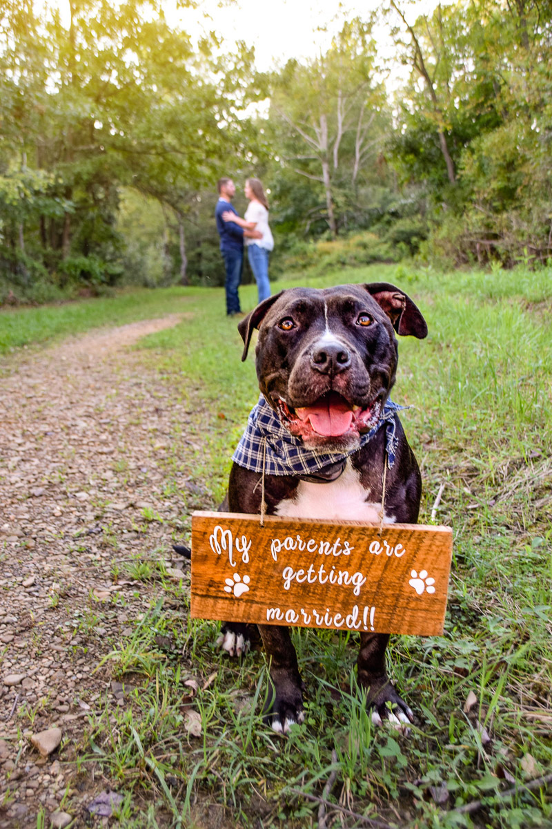 Cute pitbull with engagement announcement sign, dog-friendly engagement session | ©Photos By Miss Kris 