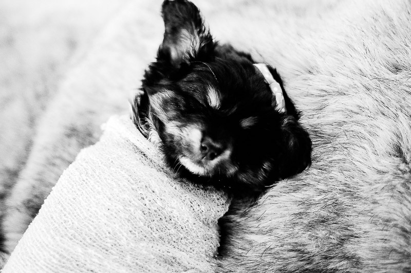 sleeping puppy, newborn style puppy portraits, toy Australian Shepherd puppy