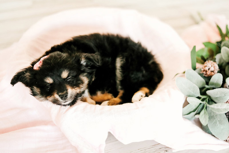 Toy Australian Shepherd puppy sleeping peacefully, ©Samantha Coleman Photography | newborn style puppy portraits