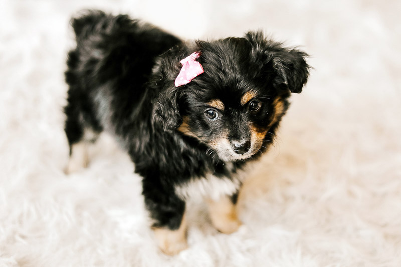 cute puppy wearing pink bow, ©Samantha Coleman Photography, lifestyle dog photography, toy Australian Shepherd puppy