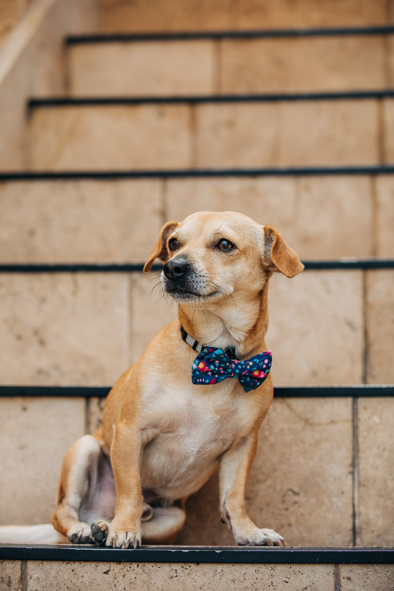 adorable mixed breed sitting on stairs, ©222 Photography | lifestyle dog photography, Huntington Beach