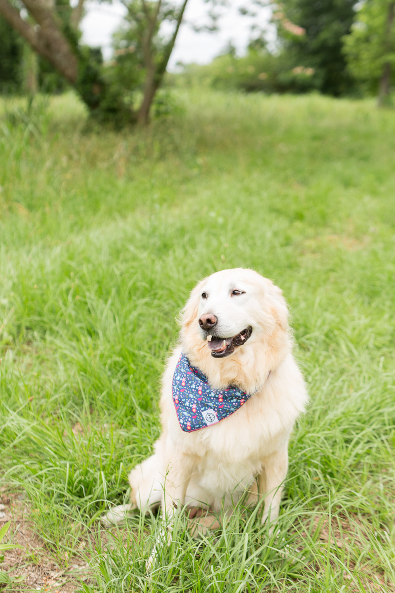 Golden Retriever wearing bandana, ©Jessica Hunt Photography | dog-friendly wedding portraits