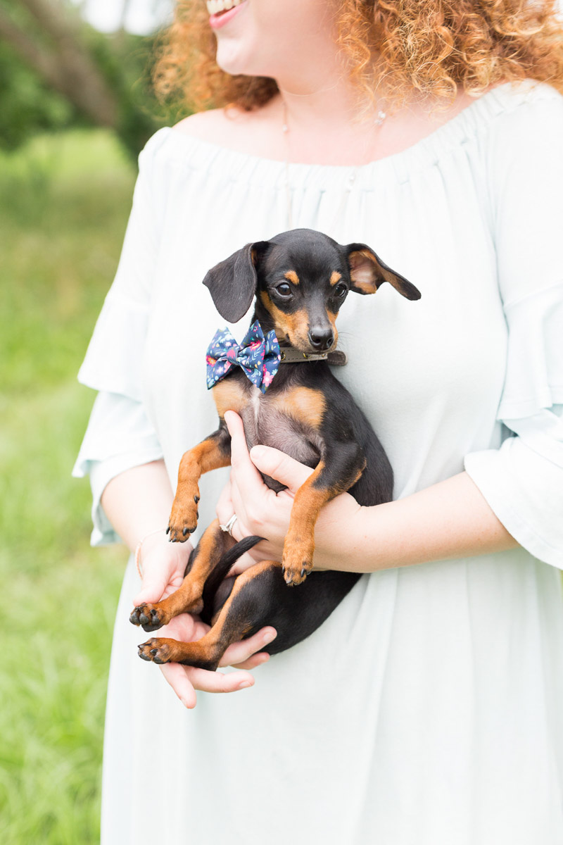 Adorable Dachshund in bow tie, wedding photos with dogs ©Jessica Hunt Photography