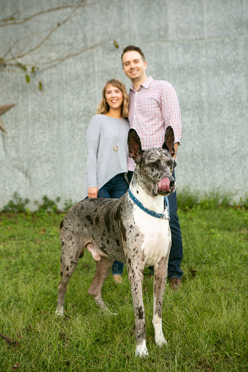 lifestyle dog photography, Great Dane and his family, ©Mandy Whitley Pet Photography