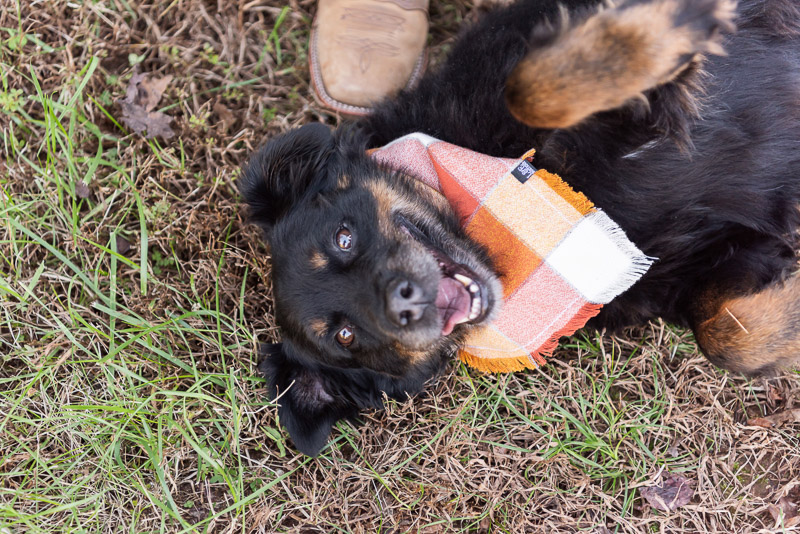 Fall dog-friendly engagement photos, lifestyle dog photography | Tasha Barbour Photography, Hickory, NC