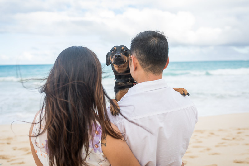 Min Pin mix looking over man's shoulder | ©VIVIDFotos | dog-friendly engagement photos, Waimanalo, Hawaii