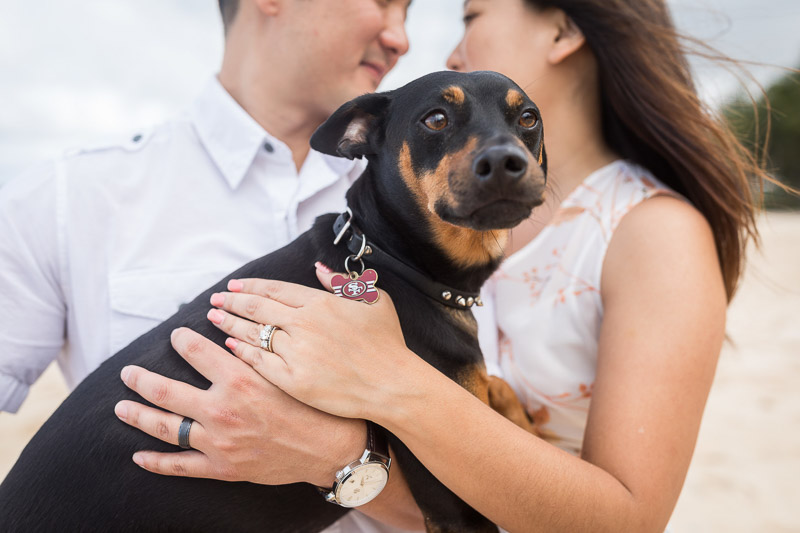 adorable Min Pin wearing SF 49ers tag, ©VIVIDFotos | dog-friendly engagement photos, Waimanalo, Hawaii