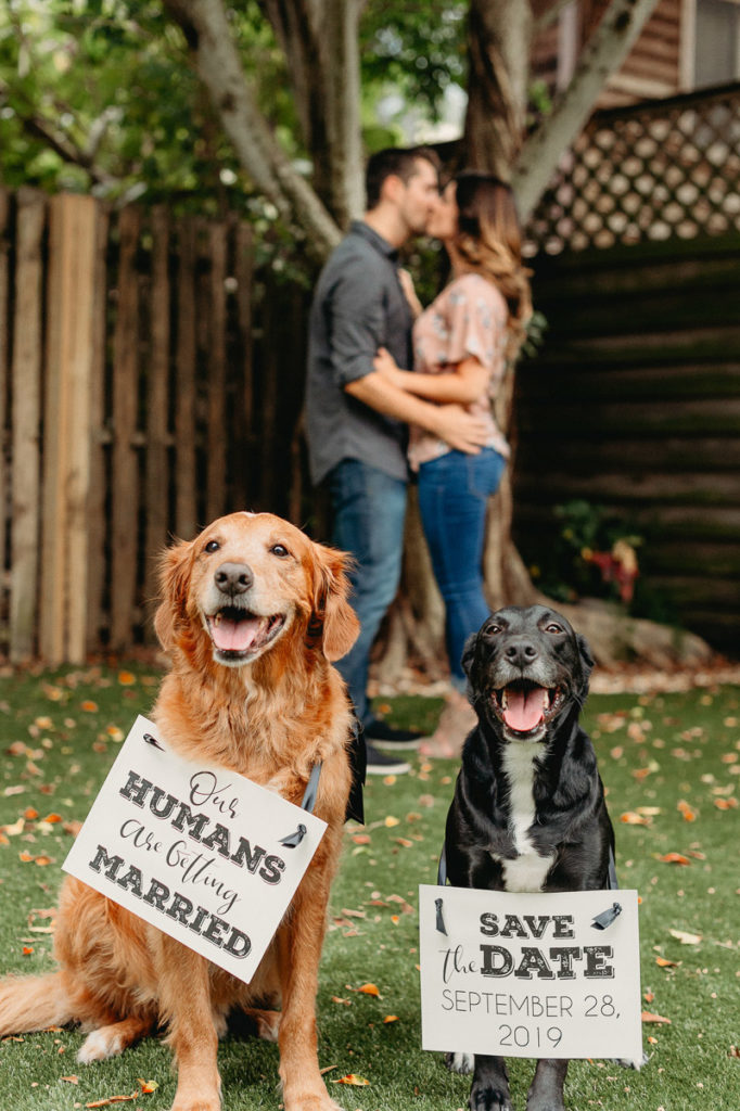 Engagement Photos with Adorable Dogs In Tampa, Florida - Daily Dog Tag