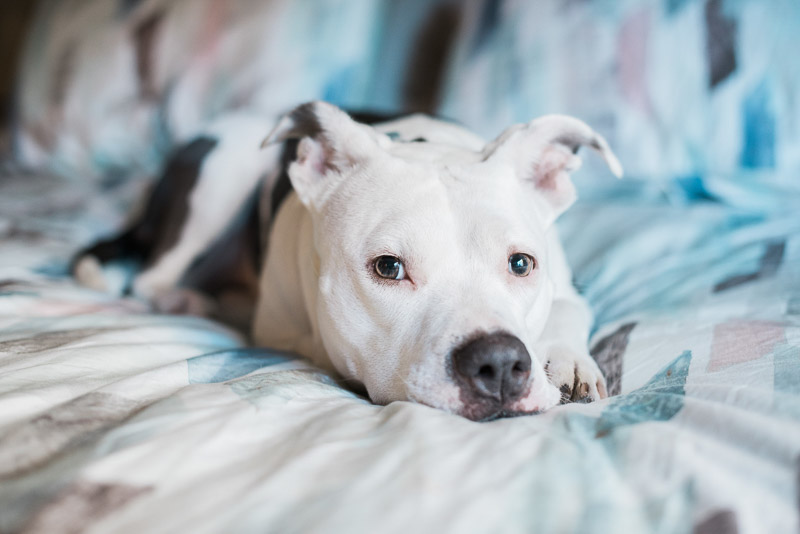 sweet dog lying in bed, lifestyle dog photo session, ©Holly Sigafoos Photography