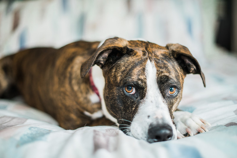 sweet Pit bull mix, lifestyle dog photography, Pit bull Awareness month