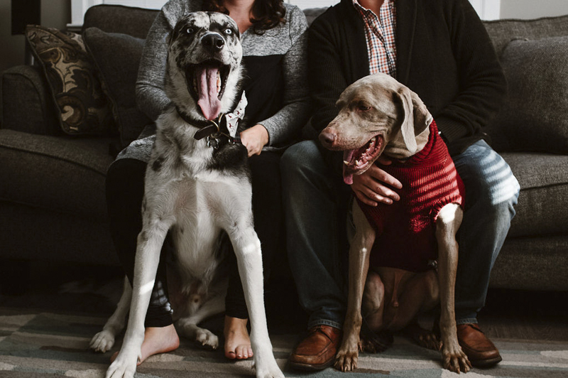 In home family photos with dogs, Mixed breed and Weimaraner and their humans | Sandy Anger Studios