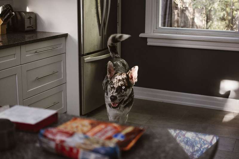 handsome blue-eyed dog in kitchen, In Home Lifestyle Session With Dogs | ©Sandy Anger Studio, Guelph, Ontario