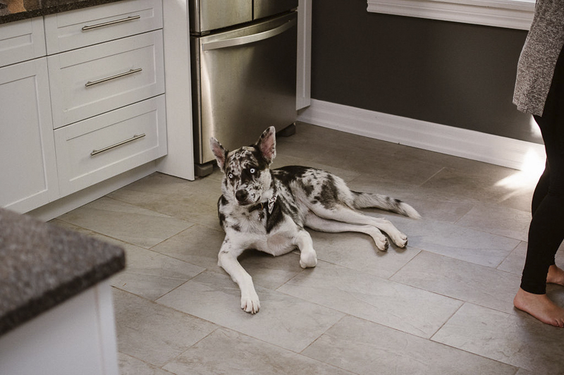 handsome mixed breed with blue eyes laying on kitchen floor | ©Sandy Anger Studios 