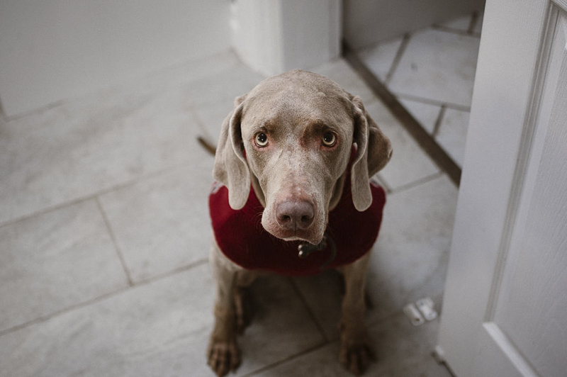 Weimaraner wearing red sweater, lifestyle dog photography | ©Sandy Anger Studios |