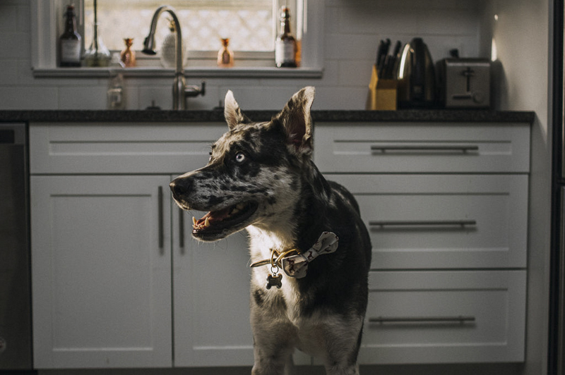 handsome mixed breed in kitchen, Aussie Shepherd/Husky/Great Dane mix | ©Sandy Anger Studios 