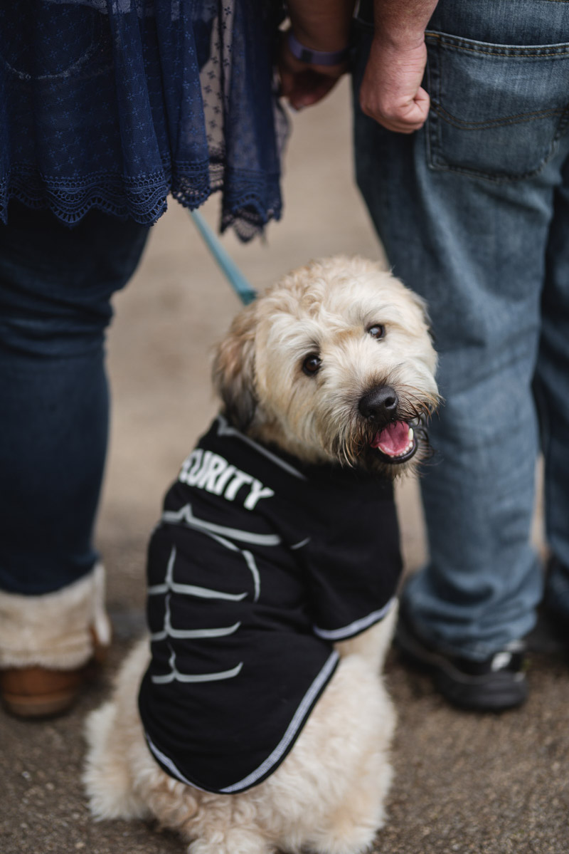 Dog-friendly engagement session, dog wearing Security t-shirt | ©Stephanie West Photography