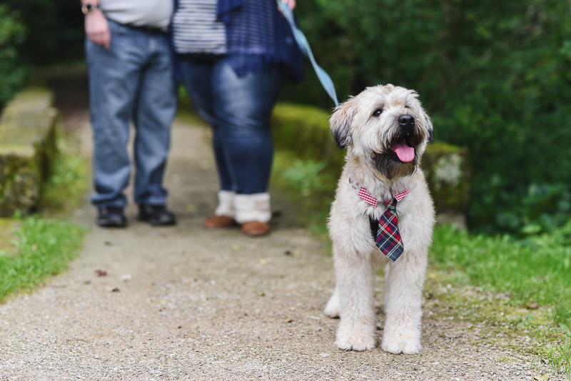 Dog-friendly engagement session | ©Stephanie West Photography Dobby the Flying Wheaten