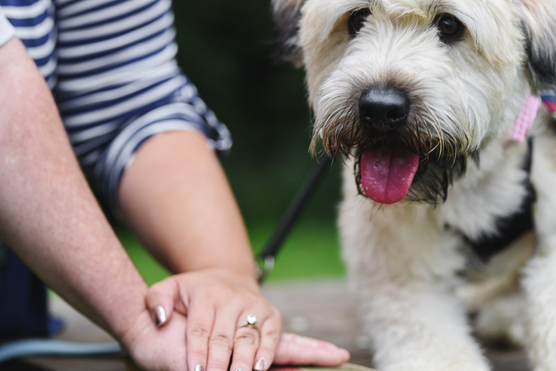 engagement photos with a Wheaten terrier, ©Stephanie West Photography
