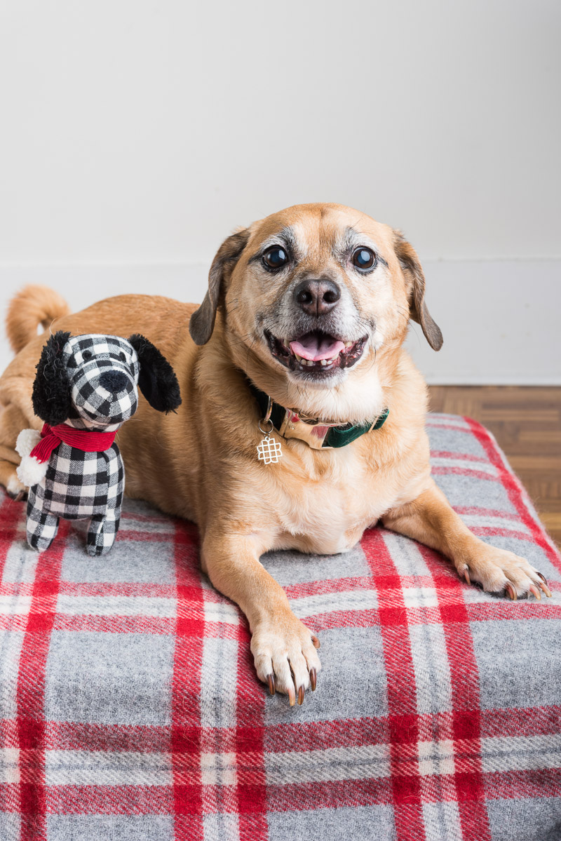 vita bone artisan dog treats