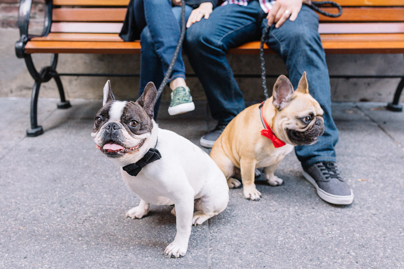 Happy Tails:  Jack and Porter the French Bulldogs