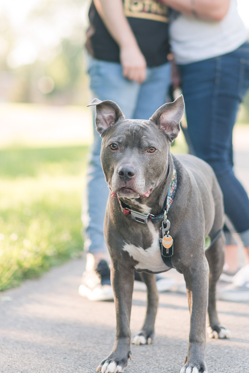 handsome Pit bull, lifestyle dog photography, Fort Wayne, IN