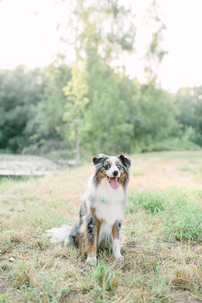 Handsome Aussie, lifestyle dog photography ©Alicia Yarrish 