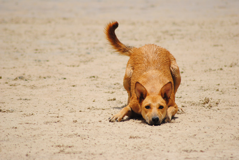 adoptable dog play bow on the beach