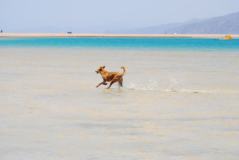 dog running at the beach, Animal Welfare Dahab in Sinai, Egypt