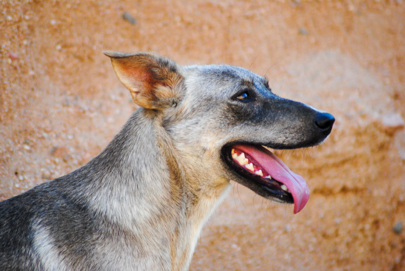 sweet mixed breed looking for forever home, Animal Welfare Dahab in Sinai, Egypt