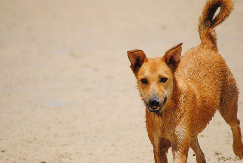 happy adoptable dog | Animal Welfare Dahab in Sinai, Egypt