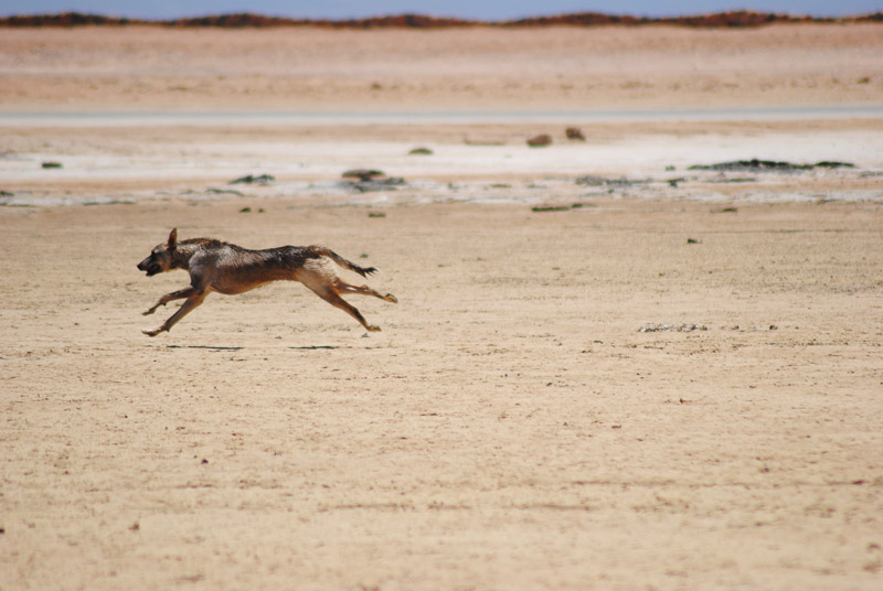 dog running in desert, Animal Welfare Dahab in Sinai, Egypt
