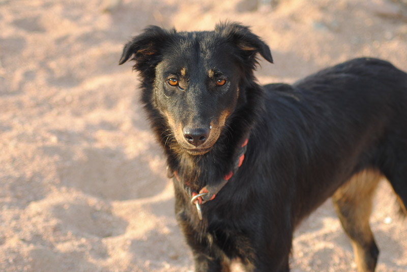 Adopt Me:  Animal Welfare Dahab in Sinai, Egypt