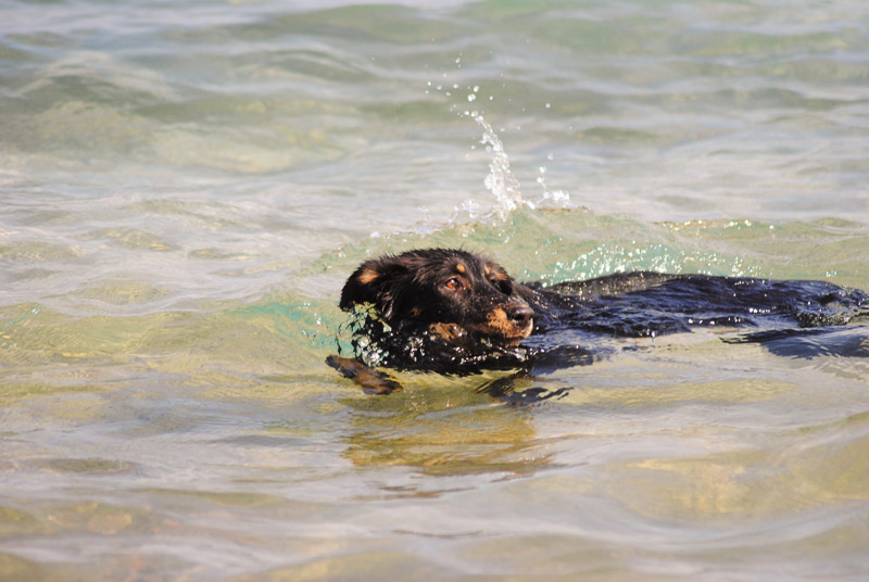 mixed breed swimming, Animal Welfare Dahab in Sinai, Egypt