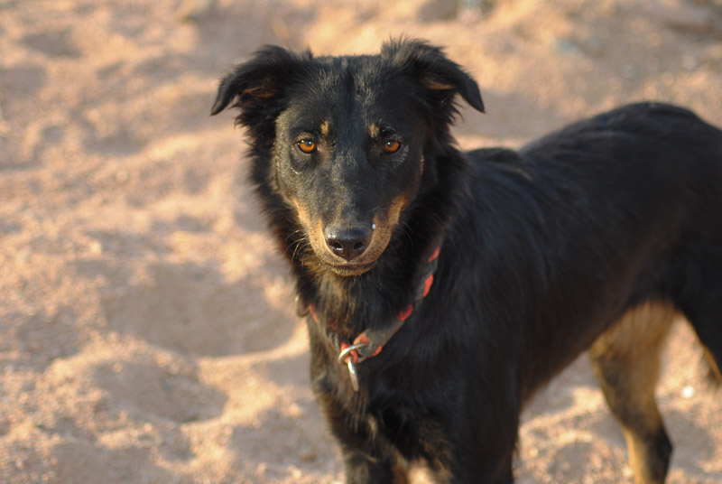 Adoptable dog in the sand, Animal Welfare Dahab in Sinai, Egypt