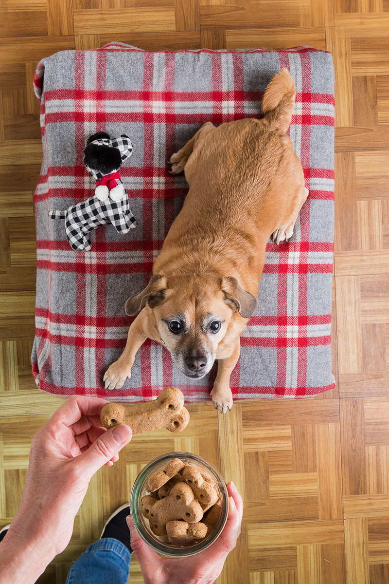 cute mixed breed waiting for snack, ©Alice G Patterson Photography | Syracuse dog photographer
