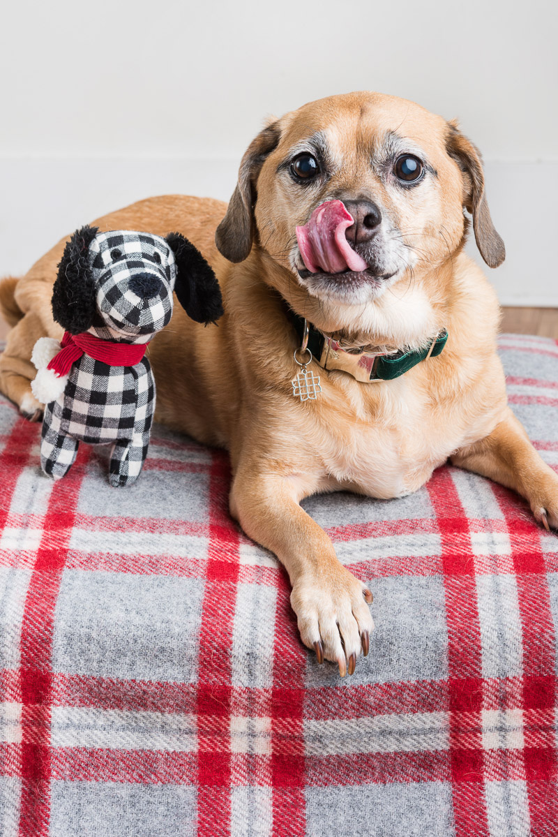 Senior dog licking nose, Puggle mix, Syracuse lifestyle dog photographer | ©Alice G Patterson Photography