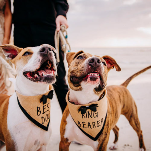 Dog-Friendly Engagement Session | Honeymoon Island
