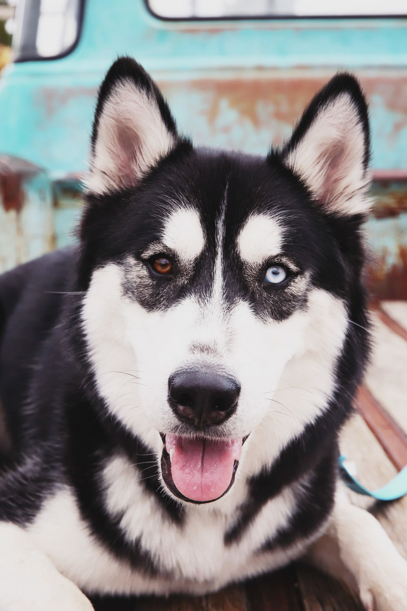 lifestyle dog photography, handsome Siberian Husky with Heterochromia in old truck ©Sarah Jay Photography