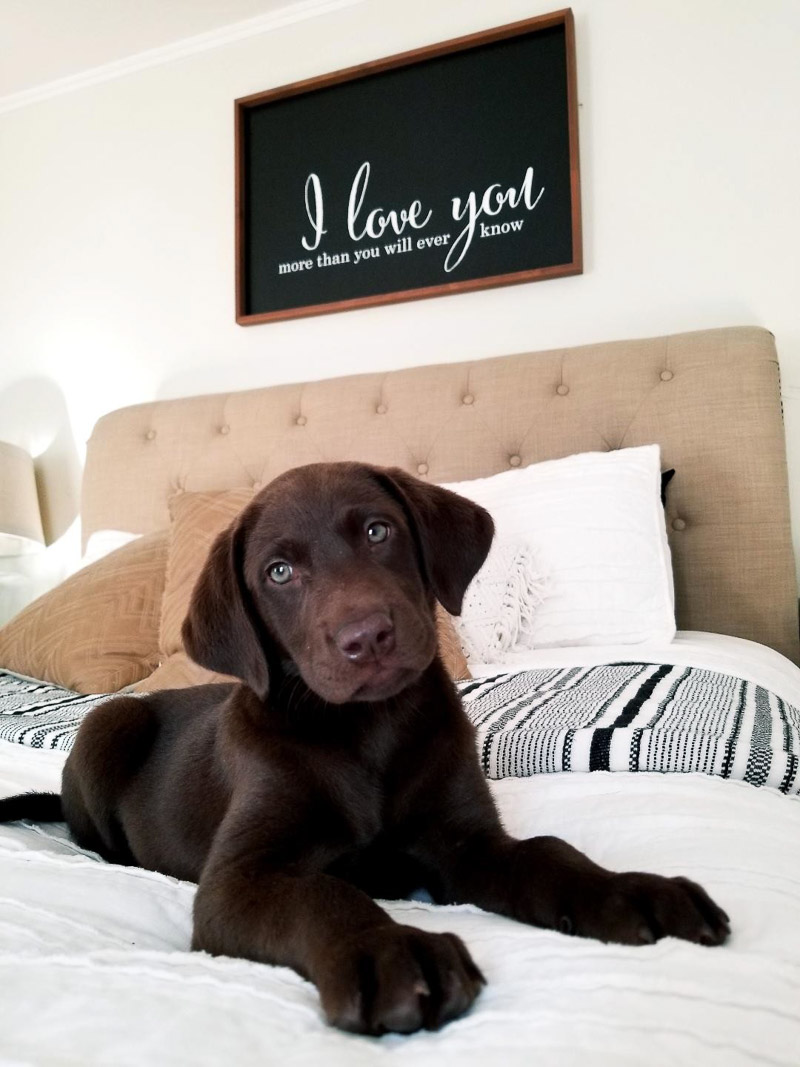 puppy on bed, ©designs HOBBY photography | In home family and pet portraits, Medford, MA
