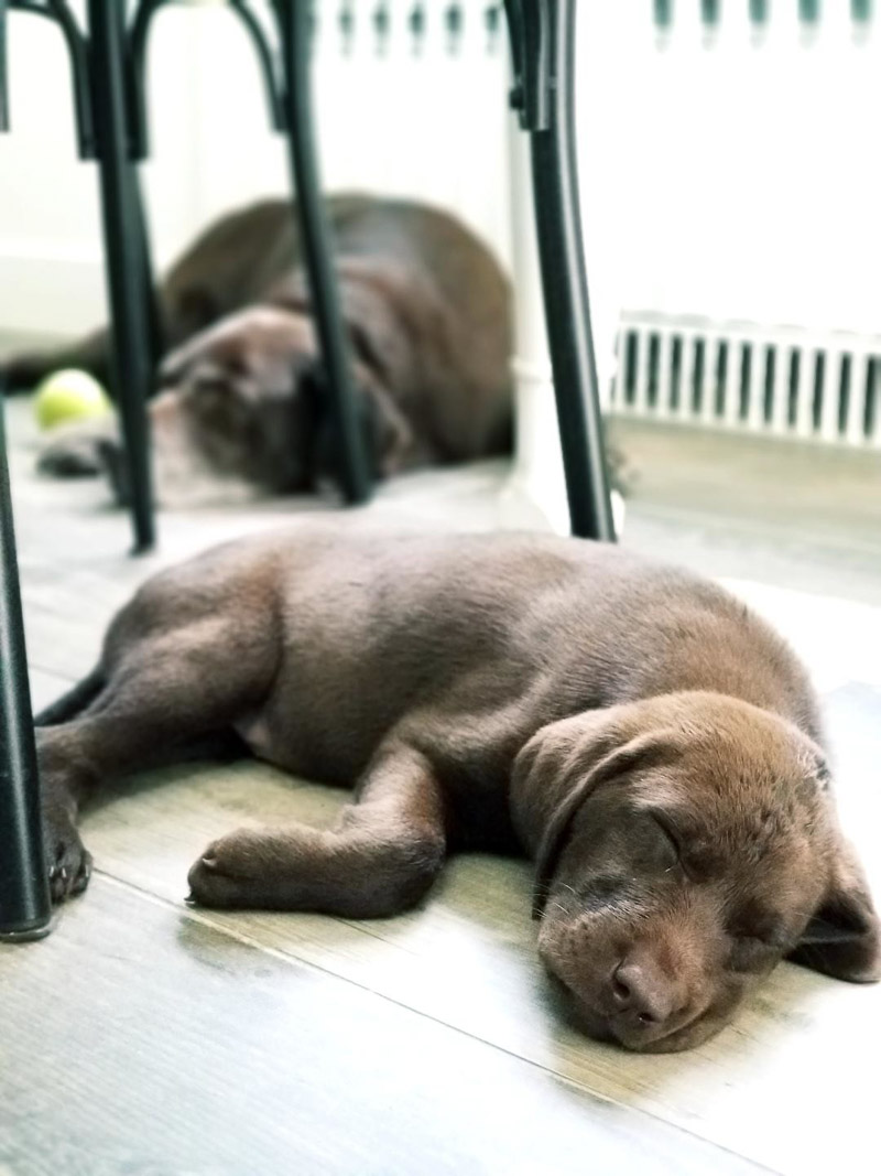 tired puppy sleeping on the floor, senior dog napping, ©designs HOBBY photography | in home pet photography, Medford
