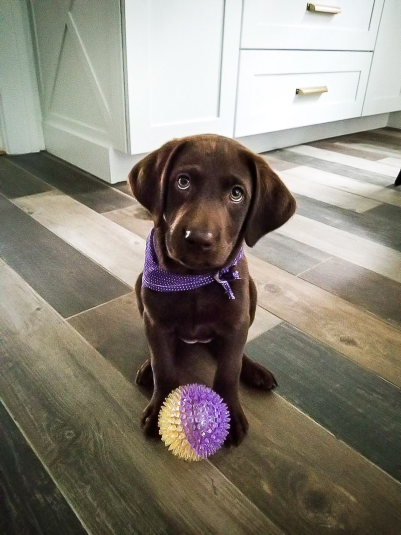 little puppy with purple and yellow ball | ©designs HOBBY photography | lifestyle dog photography, Medford, Massachusetts