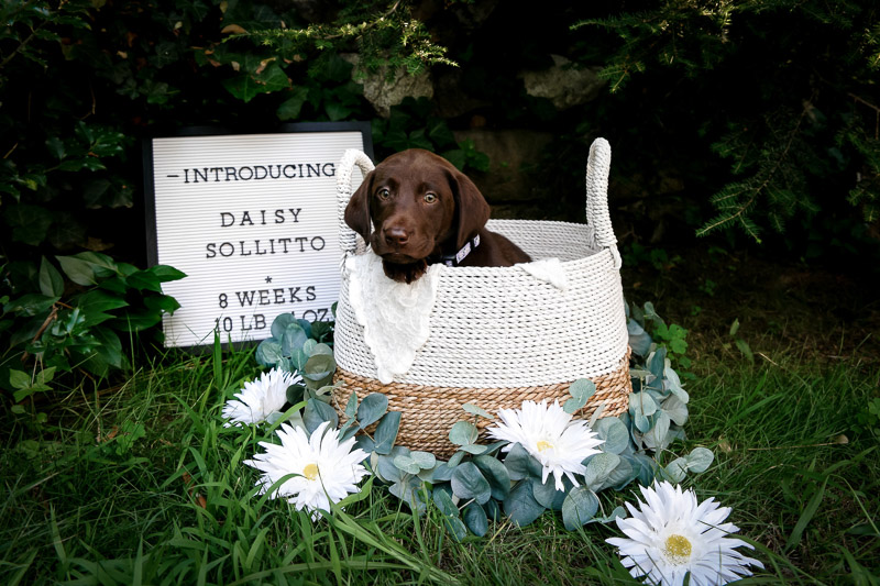 chocolate lab puppy in basket, newborn style puppy photography ©designs HOBBY photography