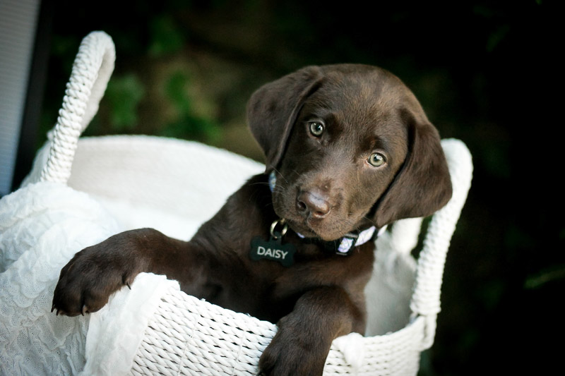 adorable chocolate lab puppy in a basket, puppy photoshoot ideas | ©designs HOBBY photography