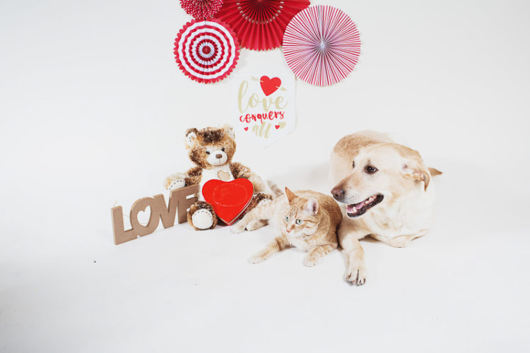 studio pet photography-Valentine's Day