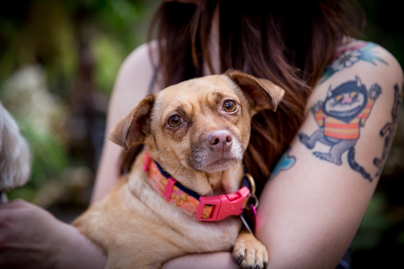 cute small Chiweenie, Chihuahua and Dachshund mix | ©Wildflower Barn Photography 