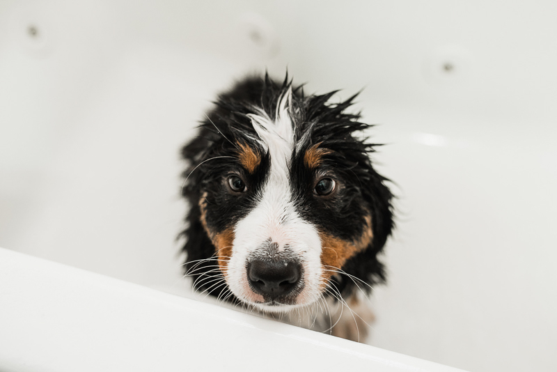puppy getting a bath, water dog, ©Gavyn Taylor Photo, Chicago lifestyle dog photography