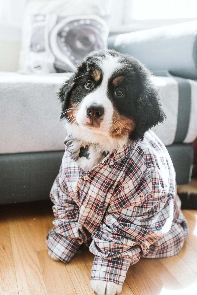 adorable Bernese Mountain Dog puppy | puppy portraits ©Gavyn Taylor Photo