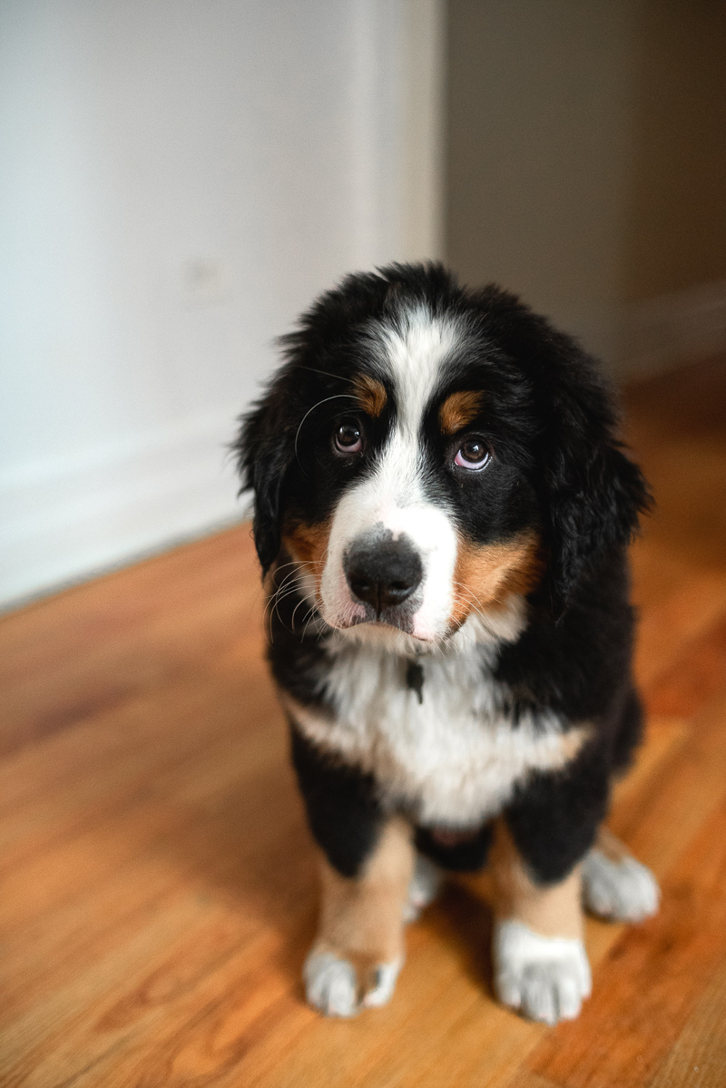 Bernese Mountain Dog, puppy eyes, pouting pup, ©Gavyn Taylor Photo, Chicago lifestyle pet photography